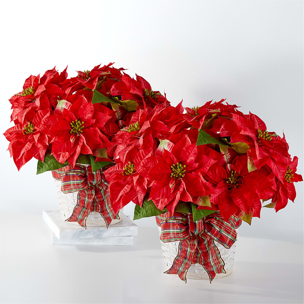 Happiest Holidays Poinsettia Bundle – MAIN STREET FLORIST & GIFTS, Ridgefield CT