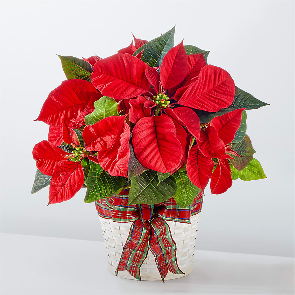 Happiest Holidays Poinsettia – MAIN STREET FLORIST & GIFTS, Ridgefield CT