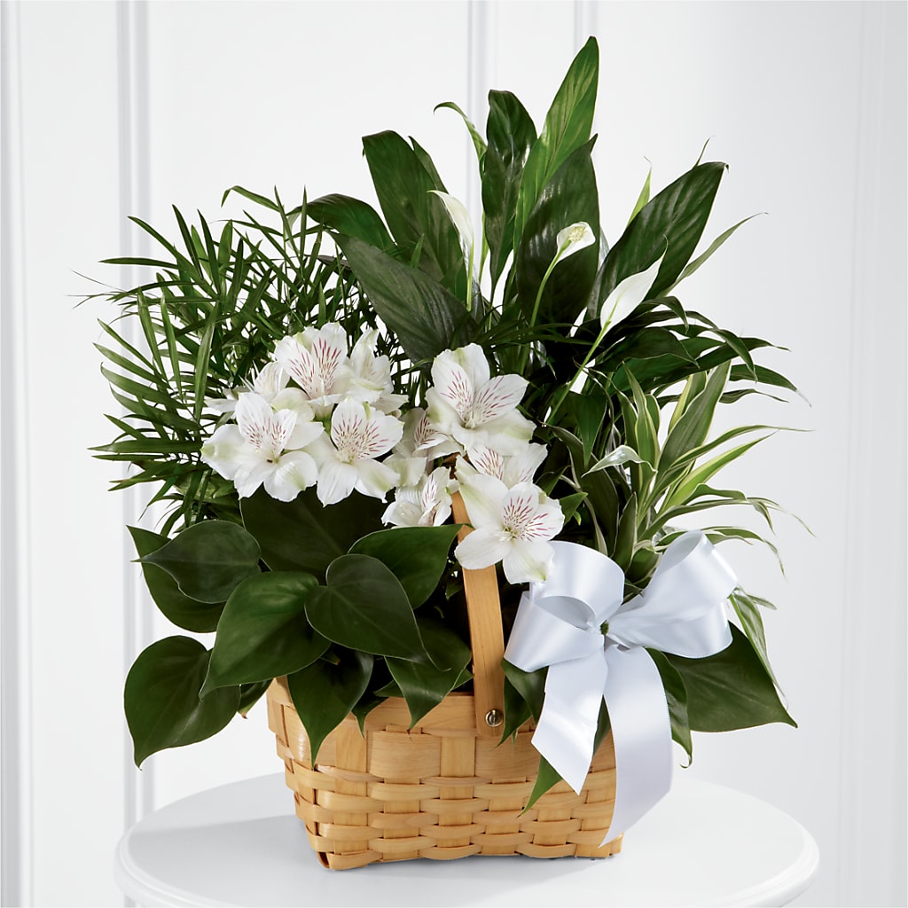 Peace & Serenity Dishgarden – MAIN STREET FLORIST & GIFTS, Ridgefield CT