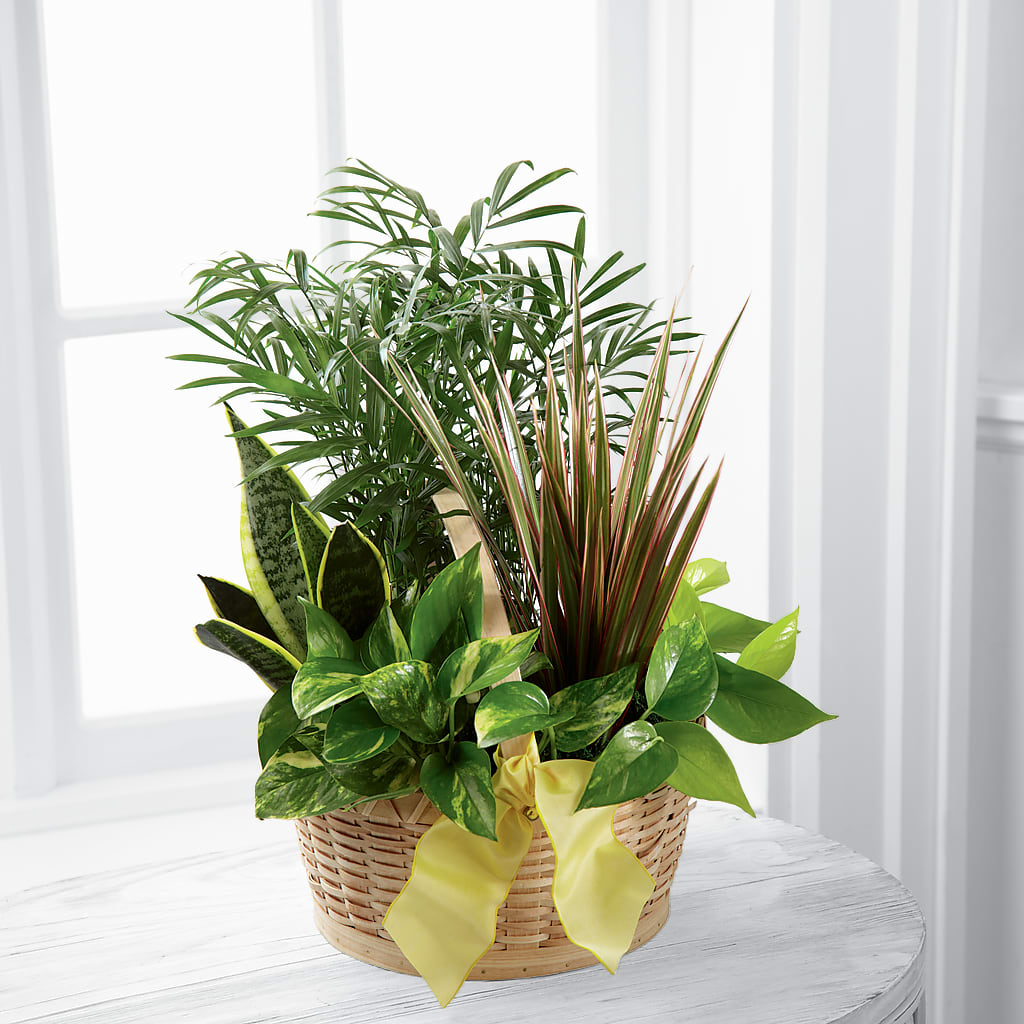 French Garden – MAIN STREET FLORIST & GIFTS, Ridgefield CT