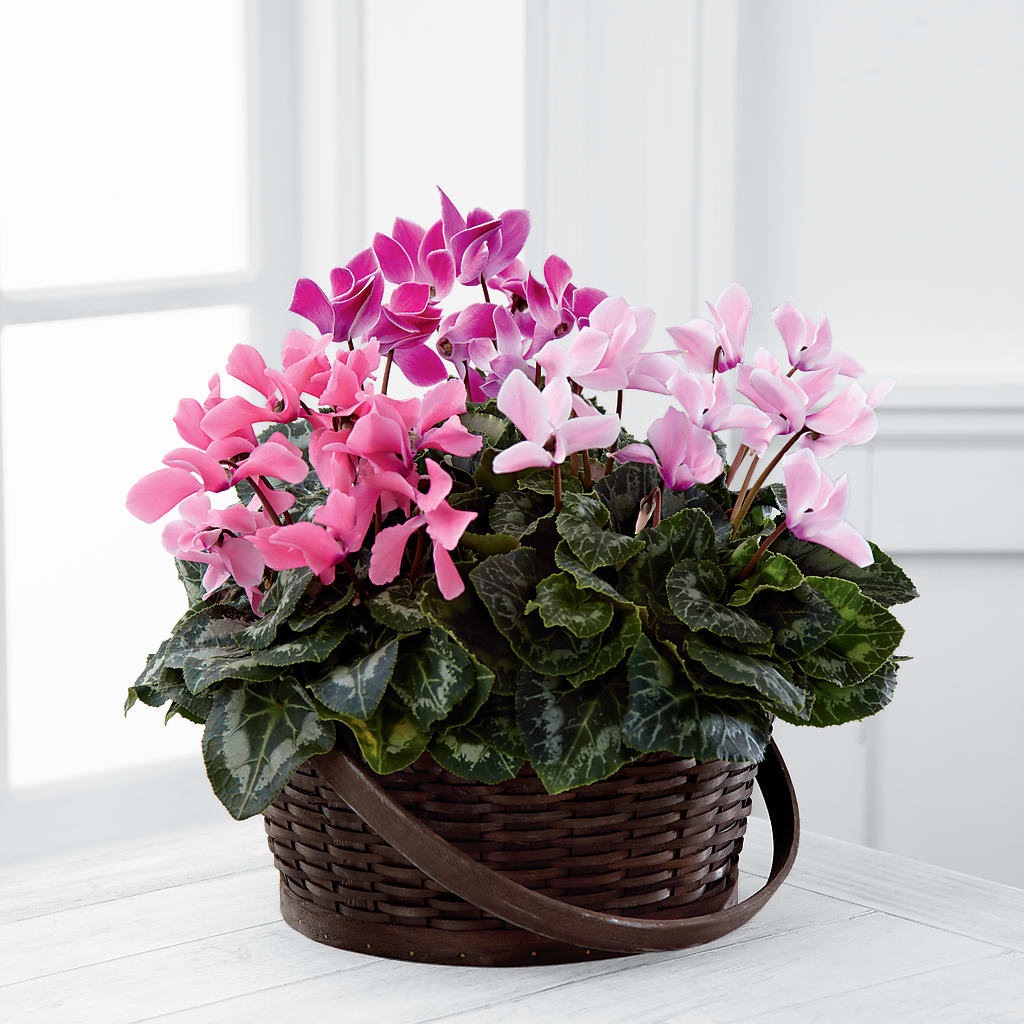 Mixed Cyclamen Planter – MAIN STREET FLORIST & GIFTS, Ridgefield CT