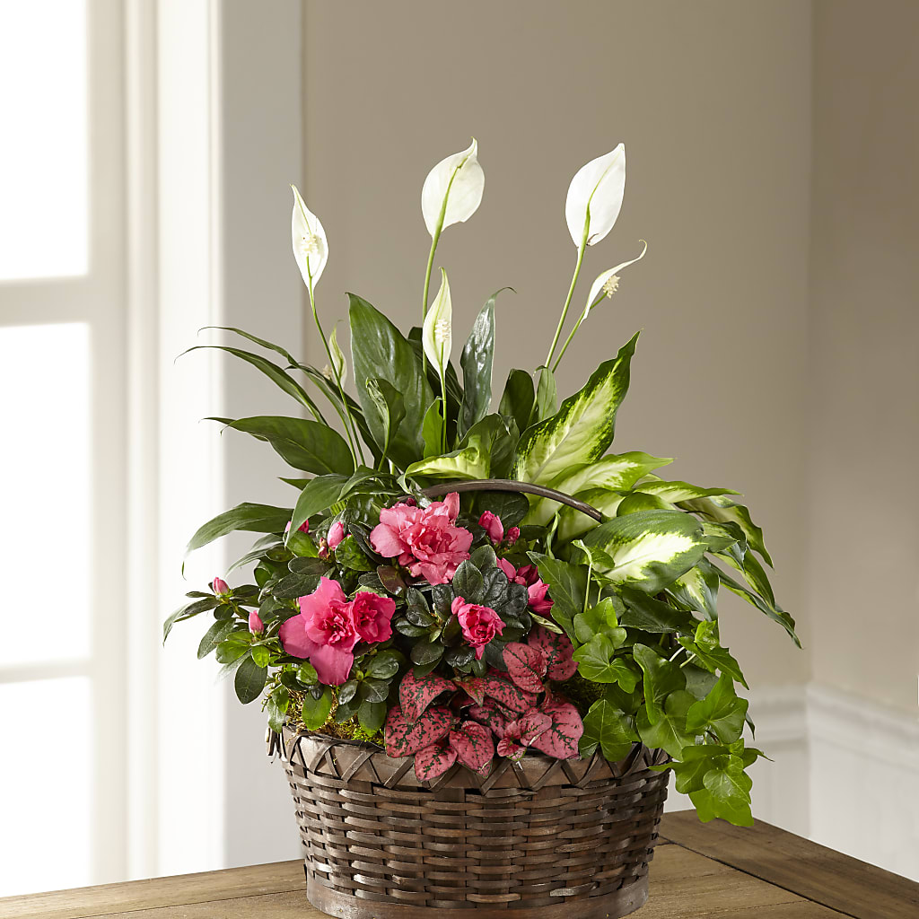 Dream in Pink Dishgarden – MAIN STREET FLORIST & GIFTS, Ridgefield CT