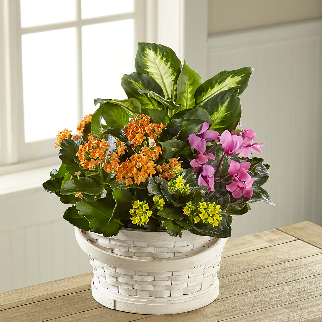 Color Crush Dishgarden – MAIN STREET FLORIST & GIFTS, Ridgefield CT