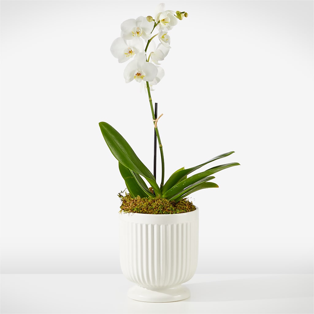 Whispering White Orchid – MAIN STREET FLORIST & GIFTS, Ridgefield CT