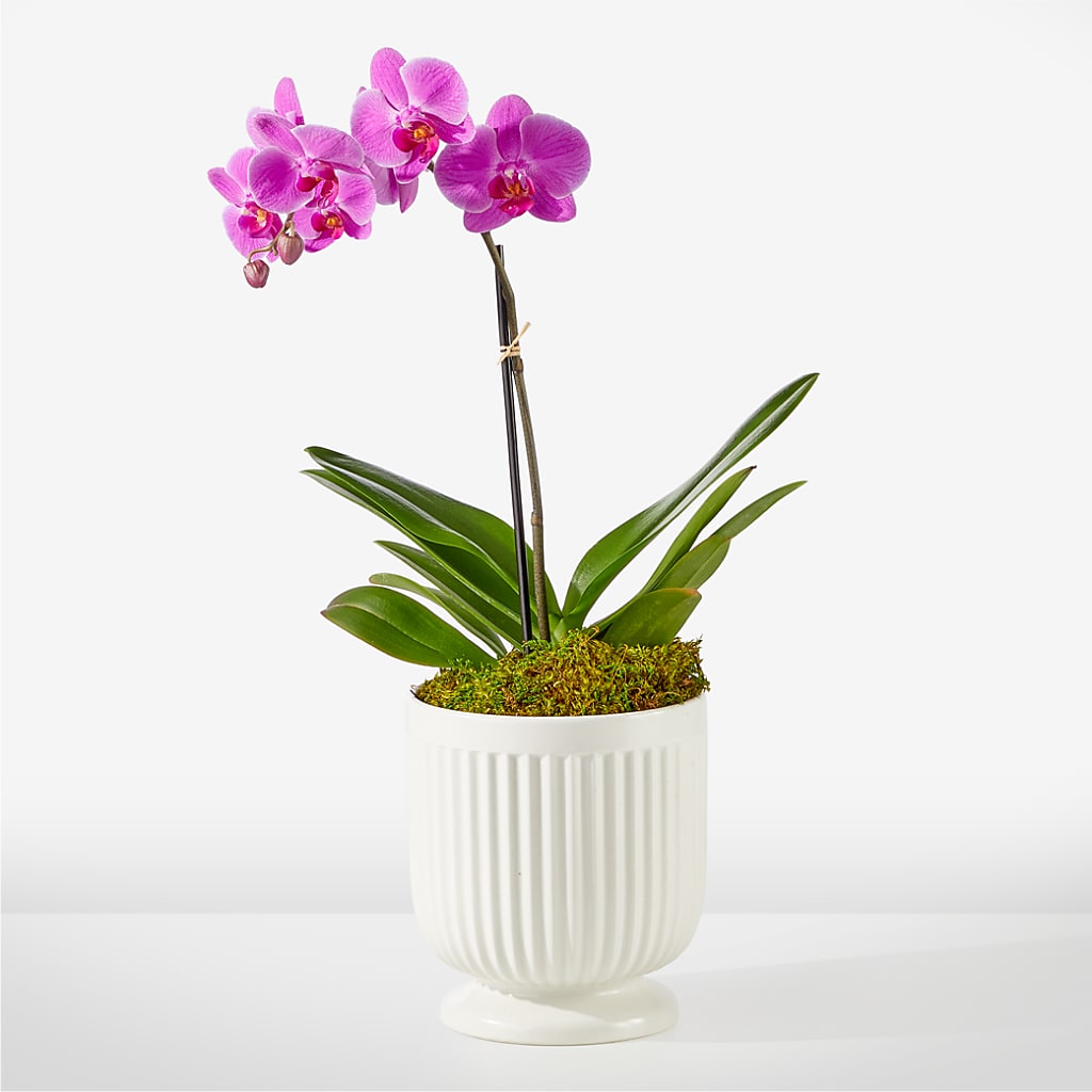 Friendly Fuchsia Orchid – MAIN STREET FLORIST & GIFTS, Ridgefield CT