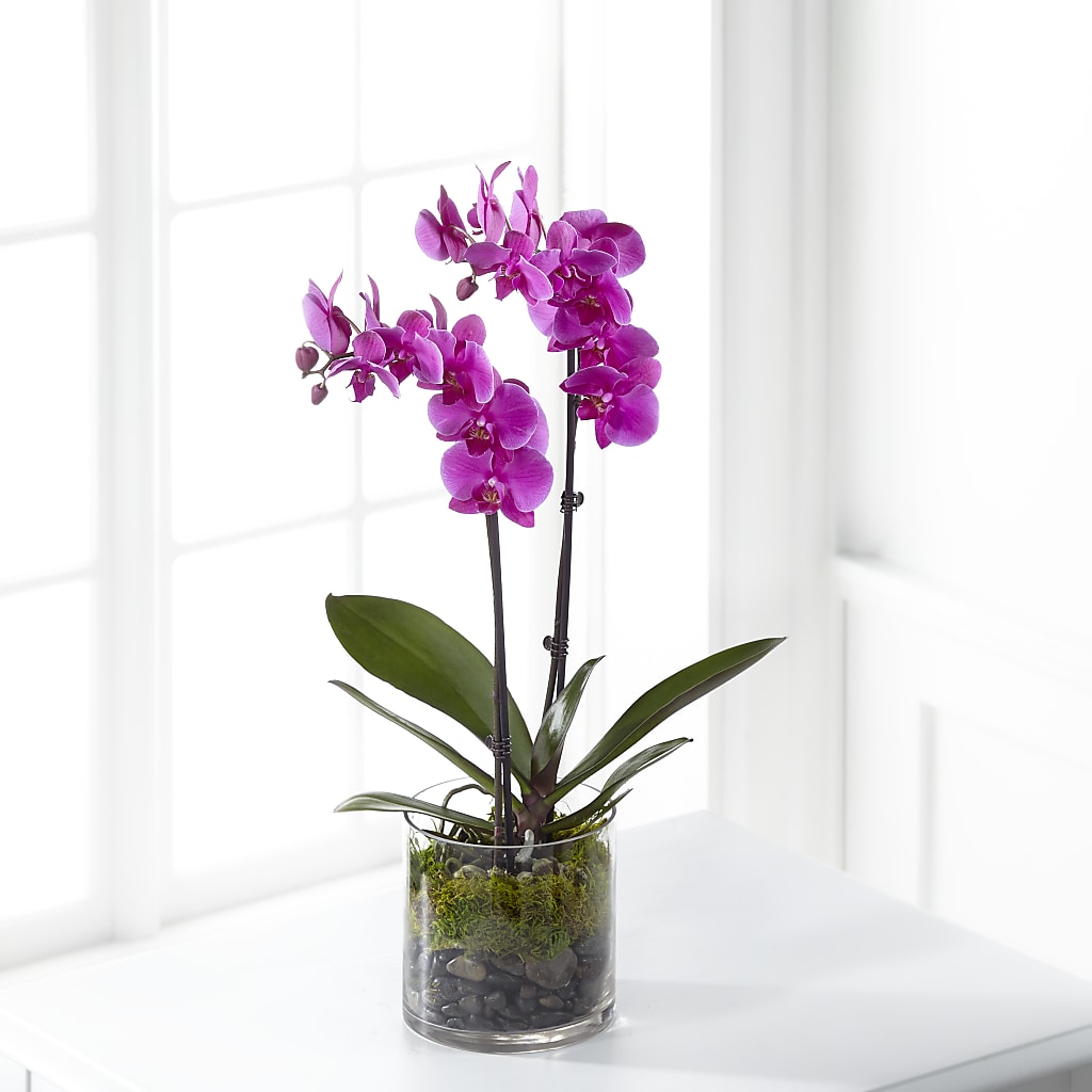 Pink Orchid Plant – MAIN STREET FLORIST & GIFTS, Ridgefield CT
