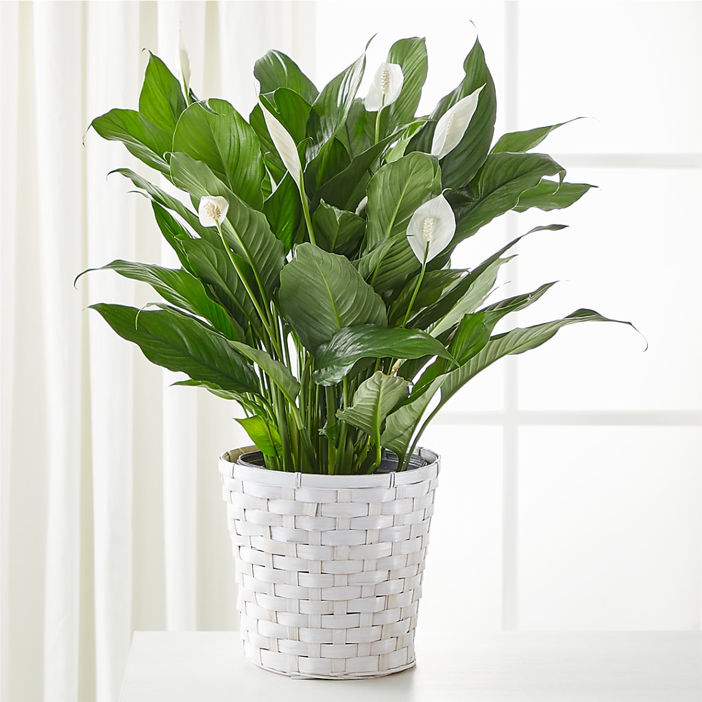 A New Leaf Peace Lily – MAIN STREET FLORIST & GIFTS, Ridgefield CT
