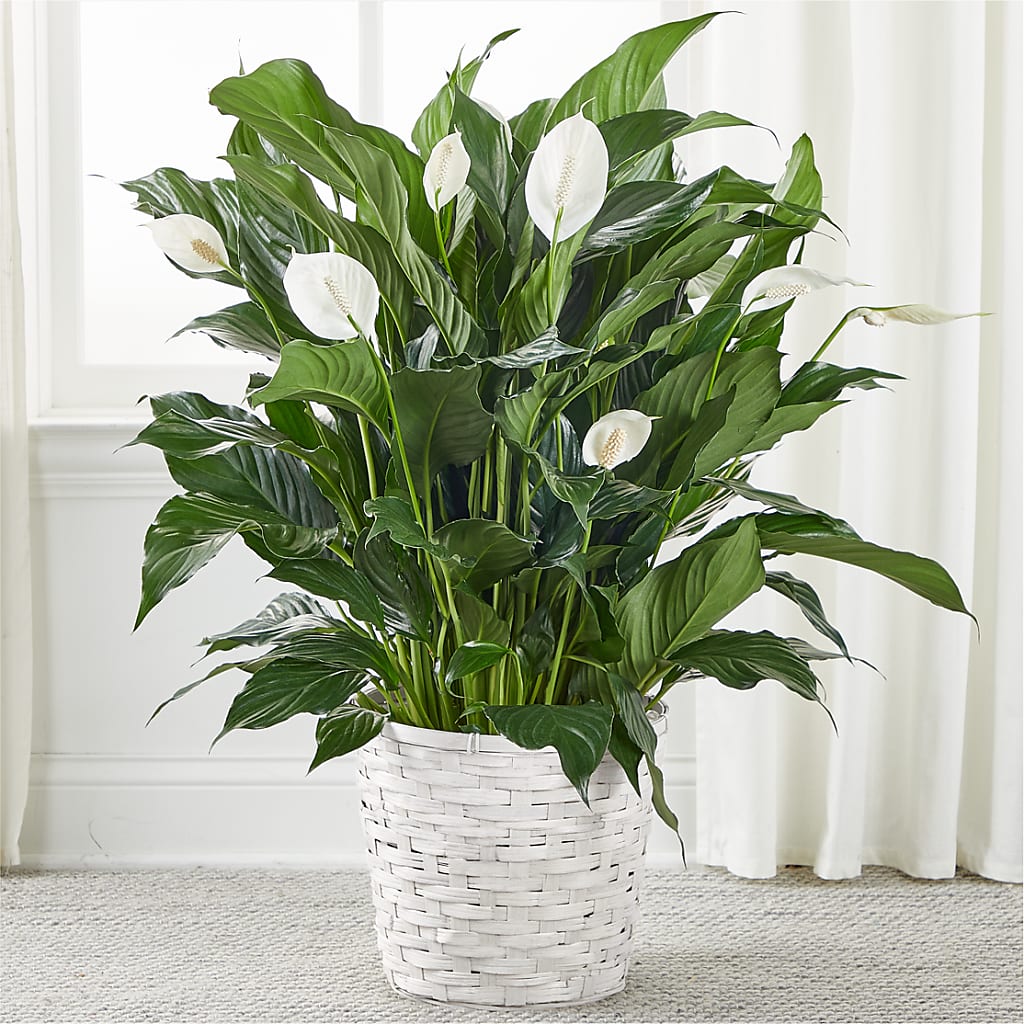 A New Leaf Peace Lily – MAIN STREET FLORIST & GIFTS, Ridgefield CT