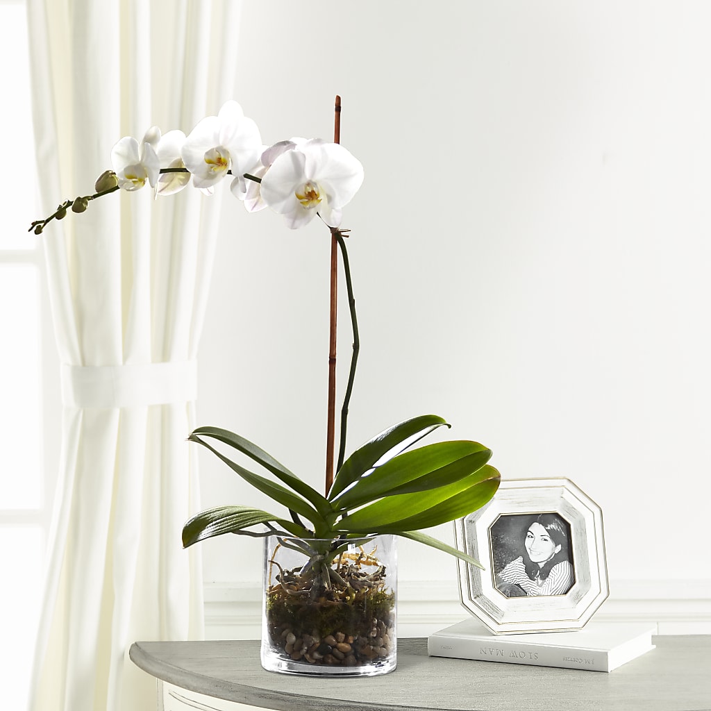 White Orchid Planter – MAIN STREET FLORIST & GIFTS, Ridgefield CT