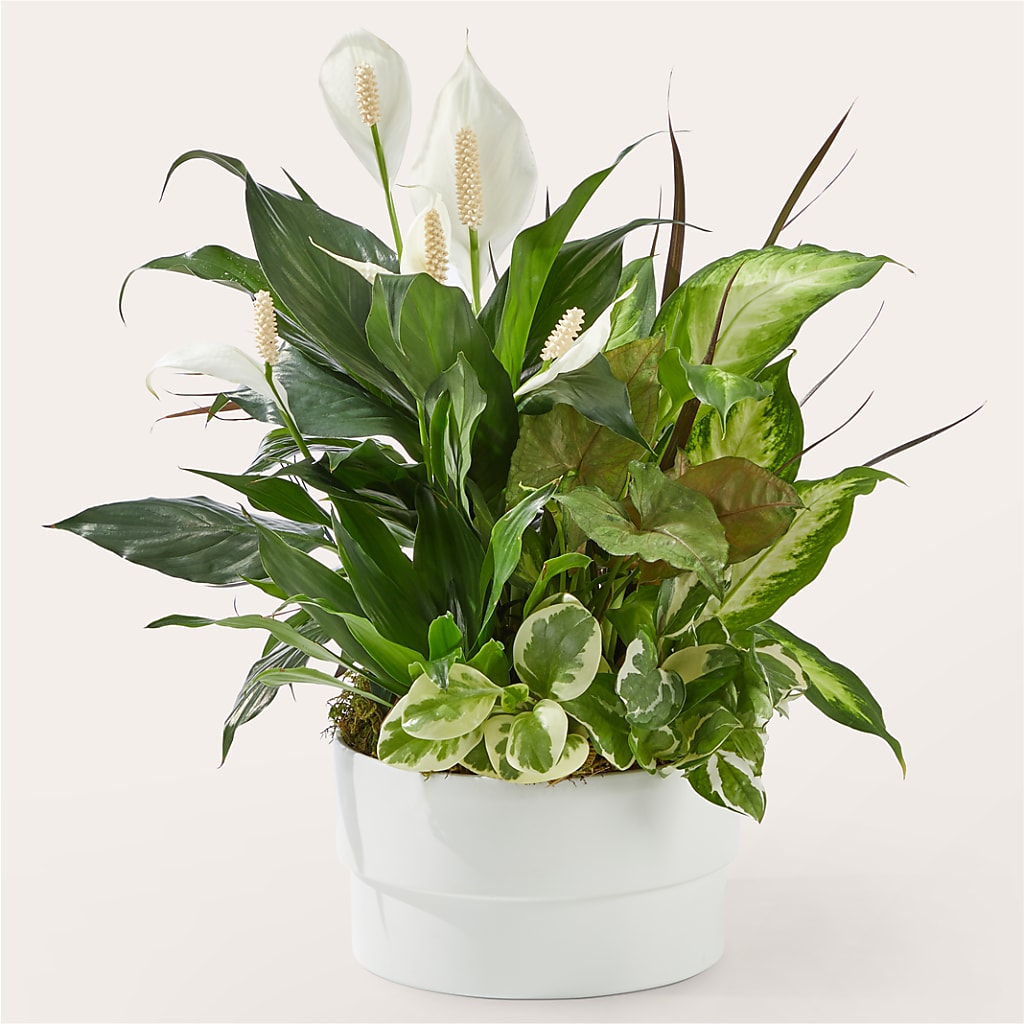 Radiating Positivity Dishgarden – MAIN STREET FLORIST & GIFTS, Ridgefield CT