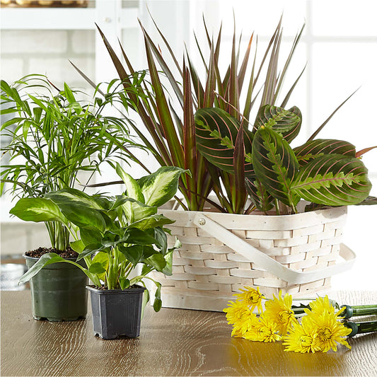 Florist Designed Blooming and Green Plants in a Basket – MAIN STREET FLORIST & GIFTS, Ridgefield CT