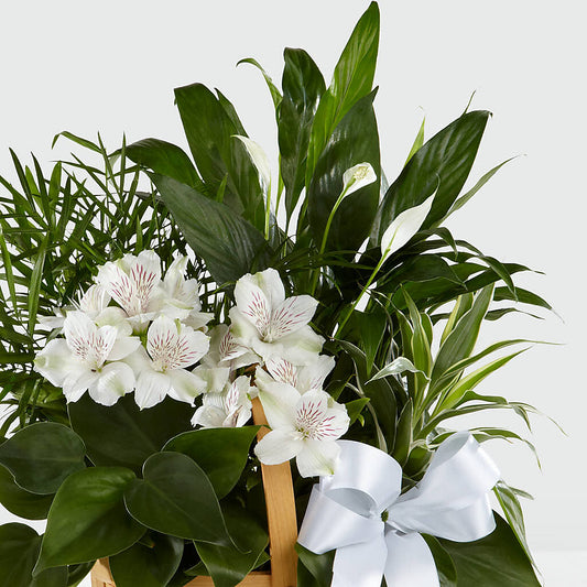 Peace & Serenity Dishgarden – MAIN STREET FLORIST & GIFTS, Ridgefield CT