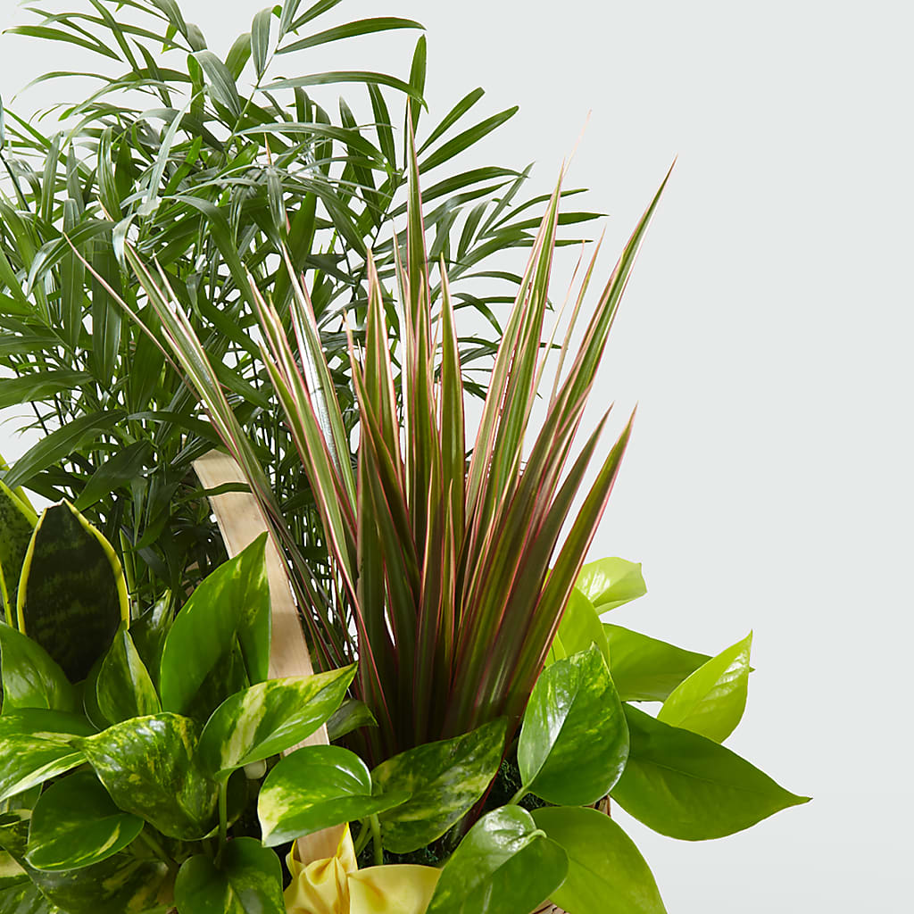 French Garden – MAIN STREET FLORIST & GIFTS, Ridgefield CT