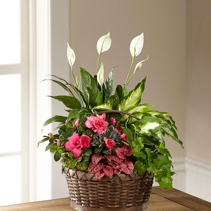 Dream in Pink Dishgarden – MAIN STREET FLORIST & GIFTS, Ridgefield CT