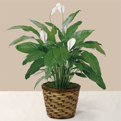 Tranquil Moments Peace Lily Plant – MAIN STREET FLORIST & GIFTS, Ridgefield CT