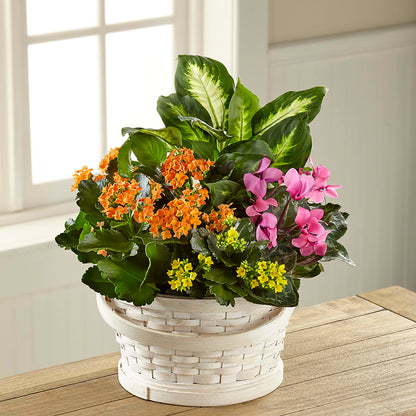 Color Crush Dishgarden – MAIN STREET FLORIST & GIFTS, Ridgefield CT