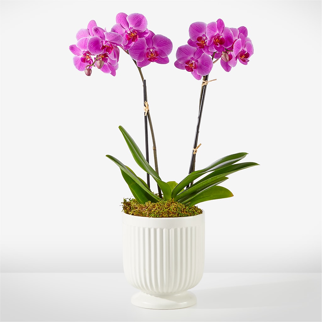 Friendly Fuchsia Orchid – MAIN STREET FLORIST & GIFTS, Ridgefield CT