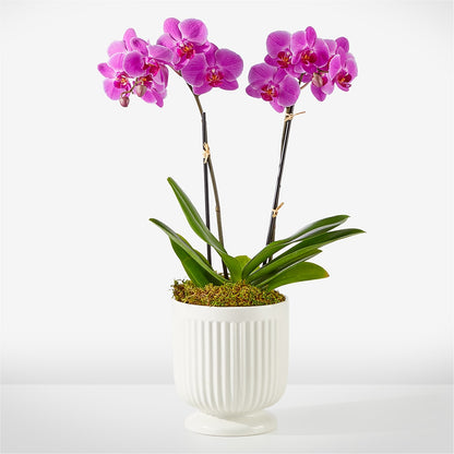 Friendly Fuchsia Orchid – MAIN STREET FLORIST & GIFTS, Ridgefield CT
