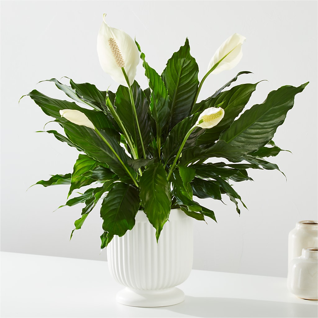 Comfort Planter – MAIN STREET FLORIST & GIFTS, Ridgefield CT