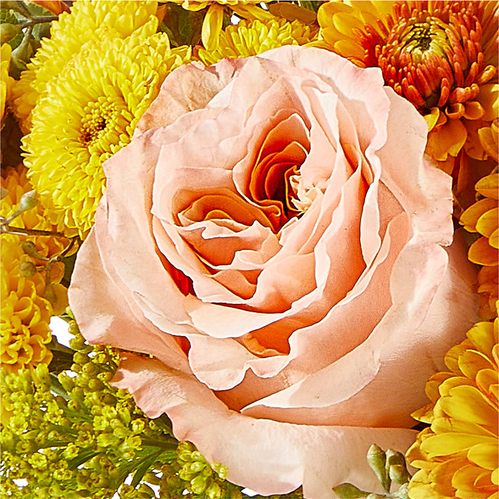 Peachy Pumpkin – MAIN STREET FLORIST & GIFTS, Ridgefield CT