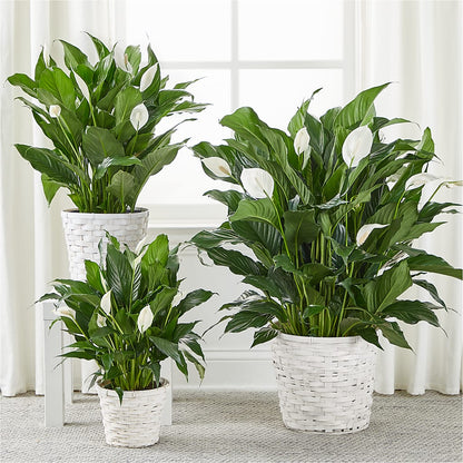 A New Leaf Peace Lily – MAIN STREET FLORIST & GIFTS, Ridgefield CT