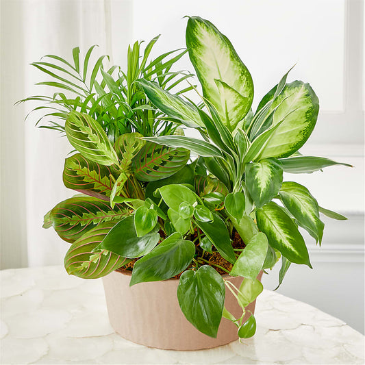 Balance & Harmony Dishgarden – MAIN STREET FLORIST & GIFTS, Ridgefield CT
