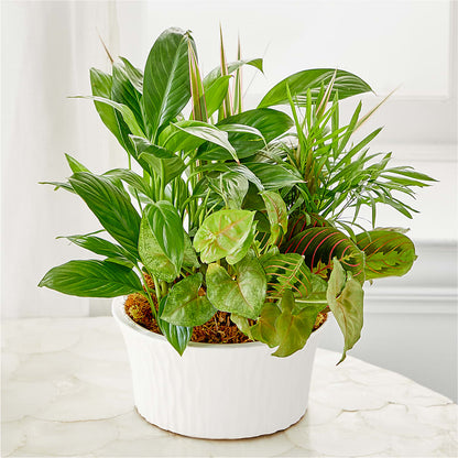 Balance & Harmony Dishgarden – MAIN STREET FLORIST & GIFTS, Ridgefield CT