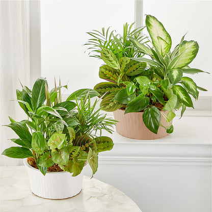 Balance & Harmony Dishgarden – MAIN STREET FLORIST & GIFTS, Ridgefield CT