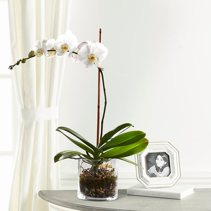 White Orchid Planter – MAIN STREET FLORIST & GIFTS, Ridgefield CT