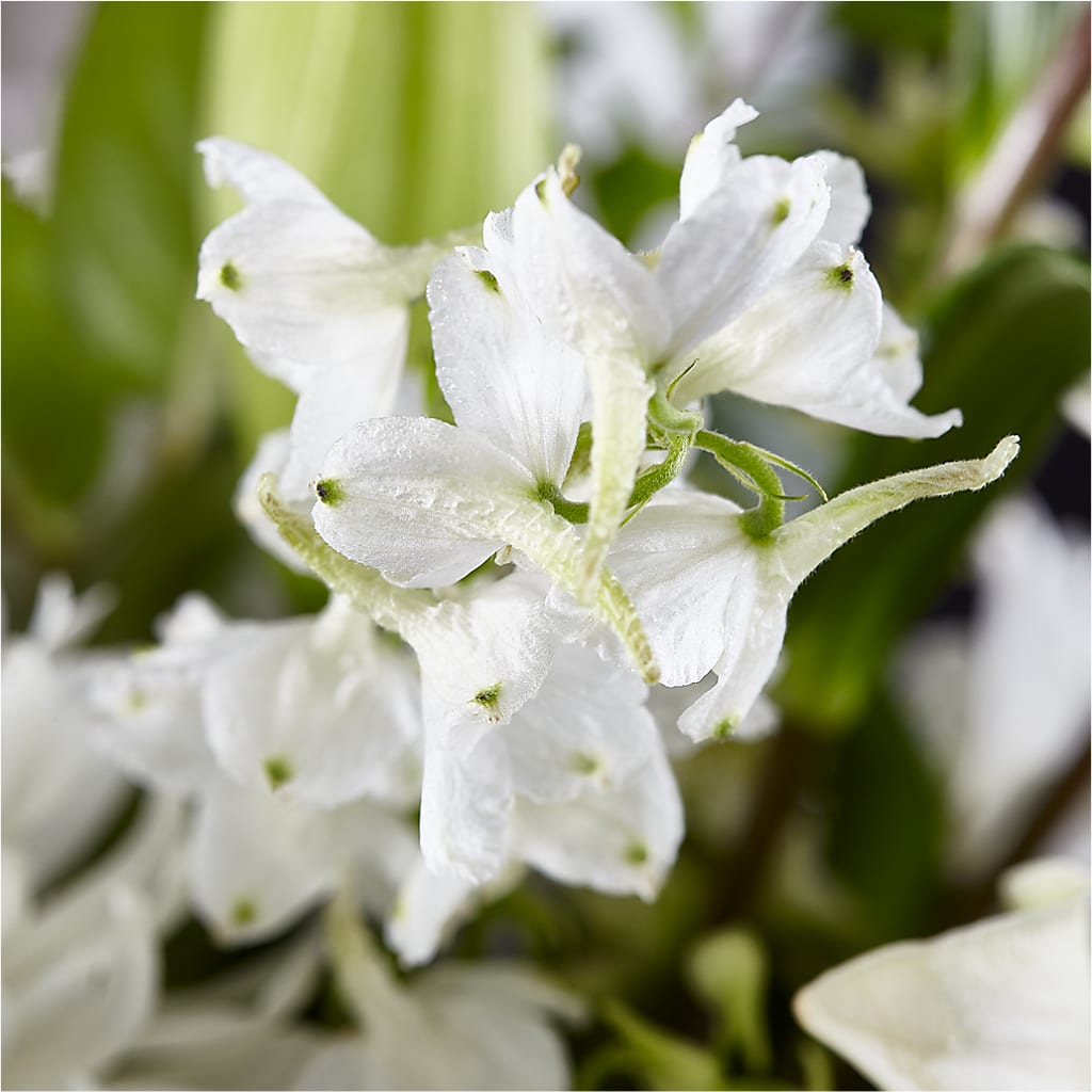 Classic Ivory – A Florist Original – MAIN STREET FLORIST & GIFTS, Ridgefield CT