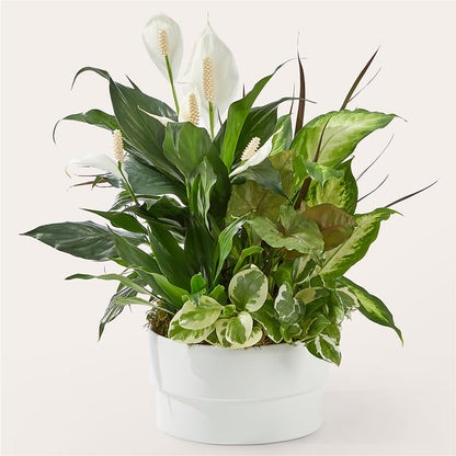 Radiating Positivity Dishgarden – MAIN STREET FLORIST & GIFTS, Ridgefield CT